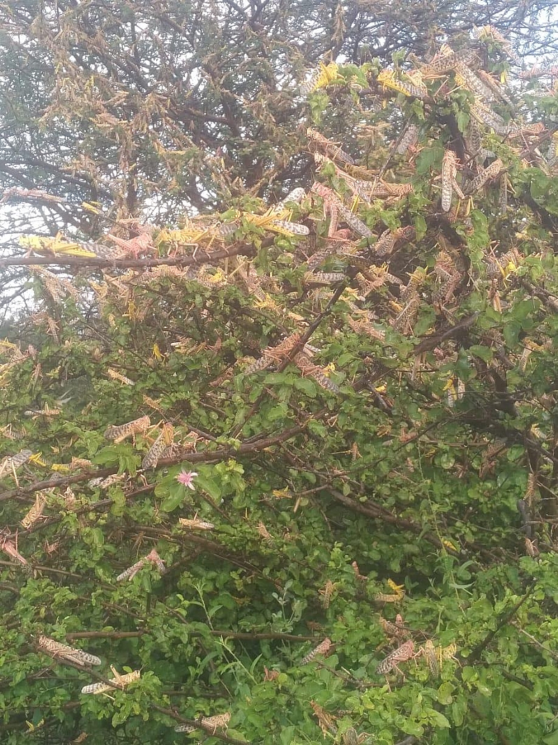 دولتهای آفریقا نباید PACJA را به راحتی تهاجم به ملخ صحرا بکشند