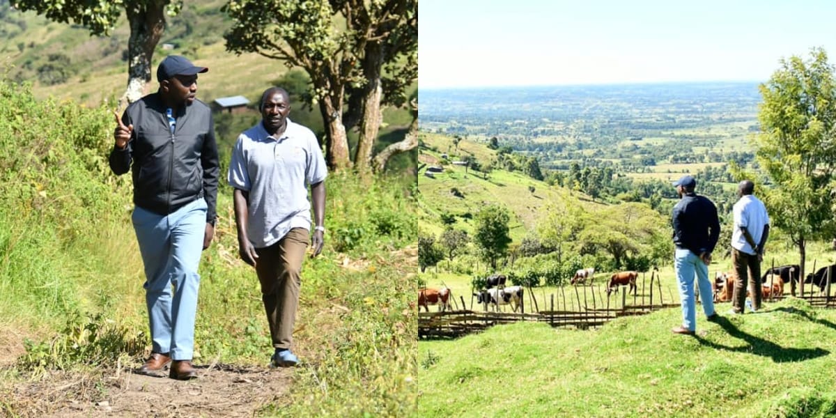 سناتور مورکومن سال نو را با پدرش به دنبال گاوها می گذراند ▷ کنیا نیوز