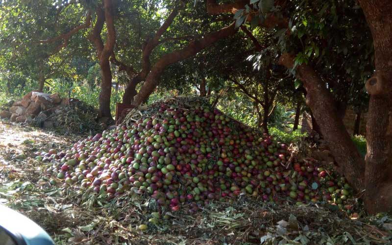 Farmers decry stalled Sh100m mango project