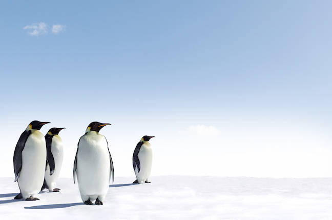 Penguins in Antarctica