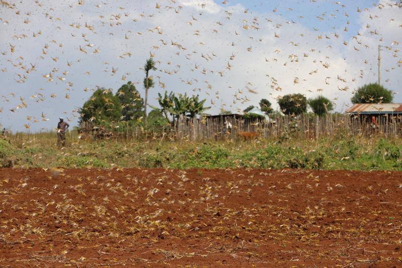 Locusts cause panic ahead of planting season in North Rift