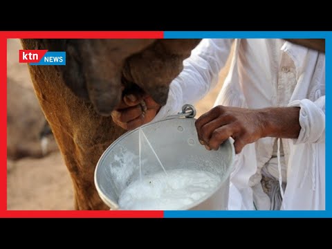 دره کریو ، منطقه ای که به دره مرگ معروف است به پرورش شتر برای تولید شیر تبدیل می شود: KTN News